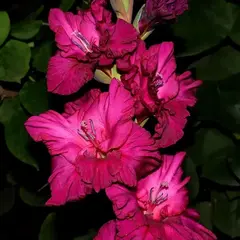 Гладиолус Павел Чумарин