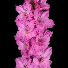 Гладиолус Прованс