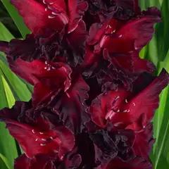 Гладиолус Ром и Кола