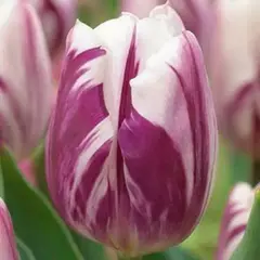 Тюльпан Триумф Фламинг Флаг