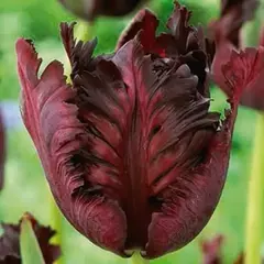 Тюльпан попугайный Блэк Пэррот