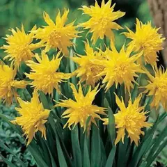 Нарцисс Рип Ван Винкль.