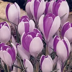 Крокус Вангард