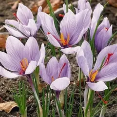 Крокус осенний Crocus Sativus.