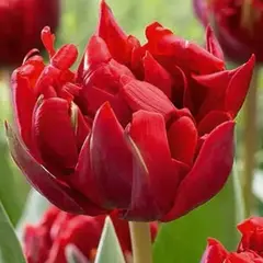 Тюльпан Red Princess.