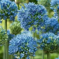 Аллиум (Лук декоративный) мелкоцветковый Карелеум.