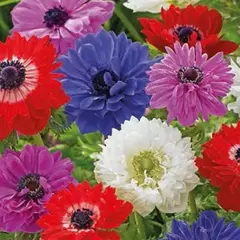 Анемона корончатая Сент- Бриджид Микс.