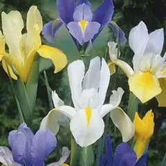 Ирис Голландский Iris Hollandica Mix
