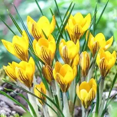 Крокус золотистый Дороти