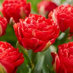 Тюльпан махровый поздний Памплона