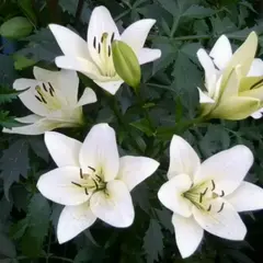 Лилия Эрколано