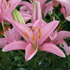 Лилия Силла