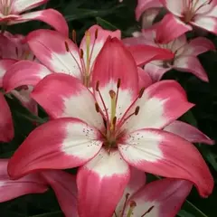 Лилия Перфект Джой азиатская