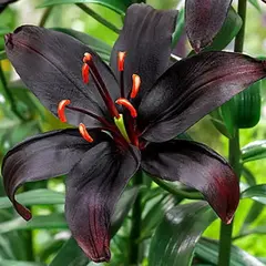 Лилия Куин ов Найт азиатская