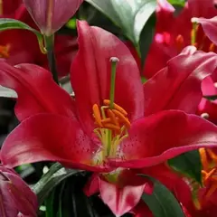 Лилия Пико восточная