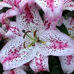 Лилия Солюшн восточная