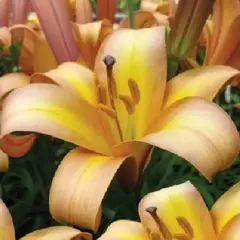 Лилия Расти Планет трубчатая