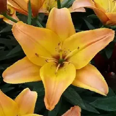 Лилия Изи Фэнтази