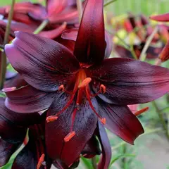 Лилия Найт Флайер