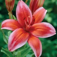 Лилия Ред Электрик