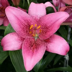 Лилия Спот Он