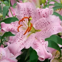 Лилия Керли Сью