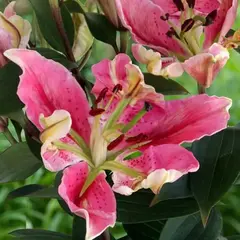 Лилия Пэррот Пинк Кариба восточная