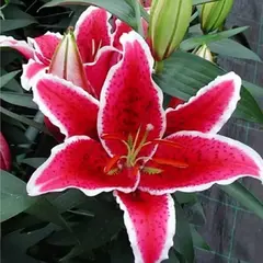 Лилия Фронт Пейдж восточная