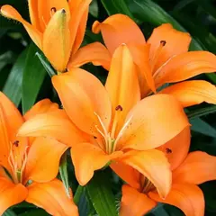 Лилия Стейнлесс Стил