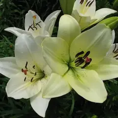 Лилия Эрколано ЛА-гибрид