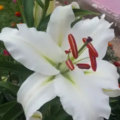 Лилия Полар