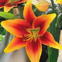 Лилия Кавери