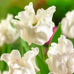 Тюльпан Триумф Уайт Либерстар.