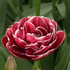 Тюльпан махровый поздний Драмлайн