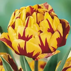 Тюльпан махровый поздний Голден Ницца