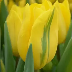 Тюльпан зеленоцветный Формоза