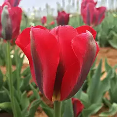 Тюльпан зеленоцветный Ред Спринггрин