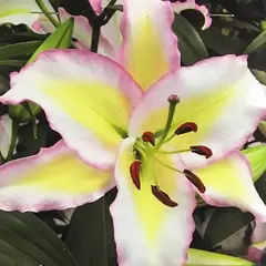 Лилия Примроуз Хилл восточная