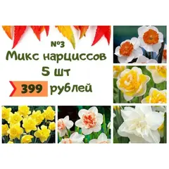 Микс №3 Нарциссы