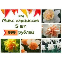 Микс №4 Нарциссы