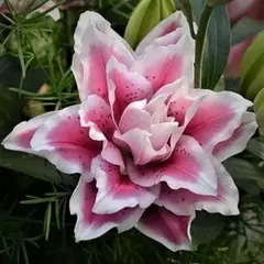 Лилия Саманта розовидная восточная