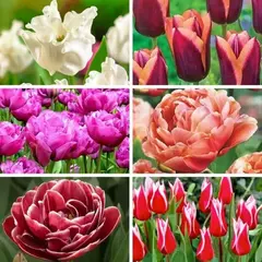 Тюльпан микс в горшке