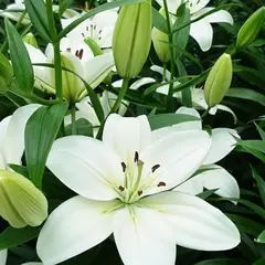 Лилия Йети азиатская