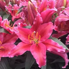 Лилия Эмейзинг Грейс восточная