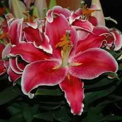 Лилия Индиана восточная