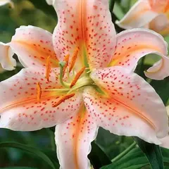 Лилия Салмон Парти восточная