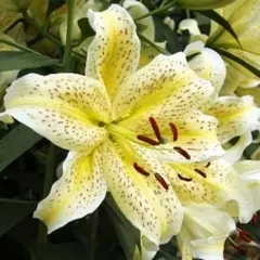 Лилия Тайгермун восточная