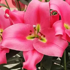 Лилия Импрато ОТ-гибрид