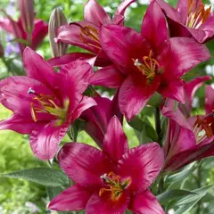 Лилия Пурпл Принц ОТ-гибрид