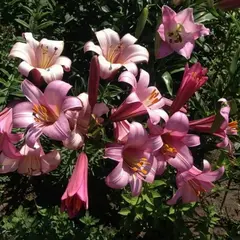 Лилия Пинк Планет трубчатая